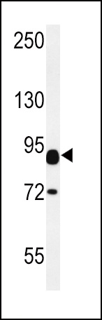 CNTN2 Antibody