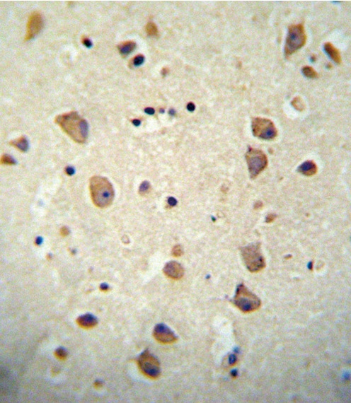 CNTN2 Antibody