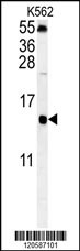 LSM4 Antibody