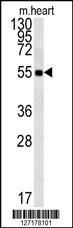 FAM105B Antibody