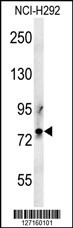 PRG2 Antibody