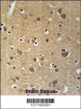 PRG2 Antibody
