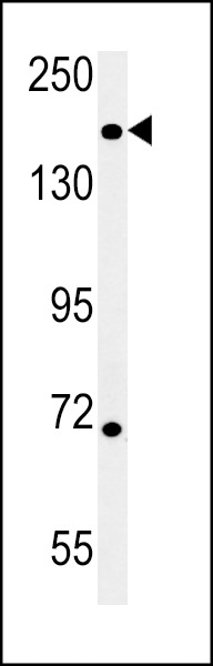 DI3L1 Antibody