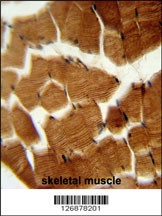 PREPL Antibody