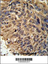 FBXL2 Antibody