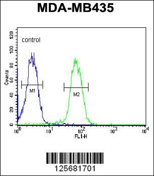 ASM3A Antibody