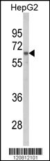 HNRPL Antibody