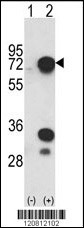 HNRPL Antibody