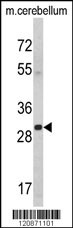 YWHAG Antibody