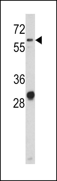 CD166 Antibody