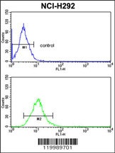 CD166 Antibody