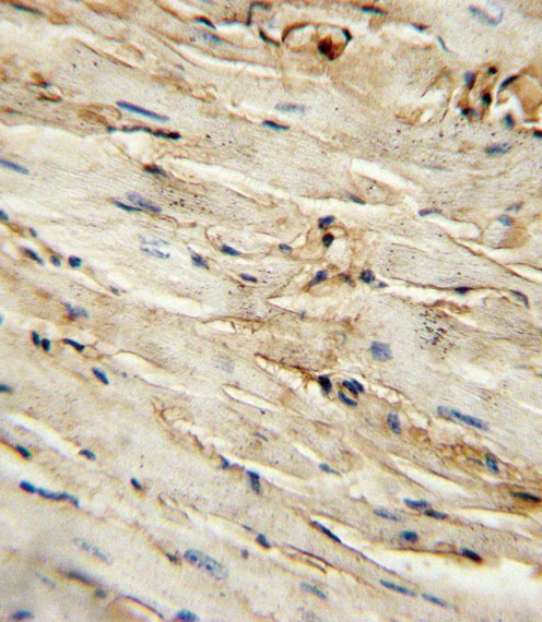 CD105 Antibody