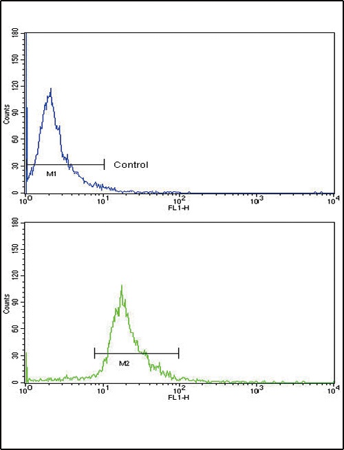 CD105 Antibody