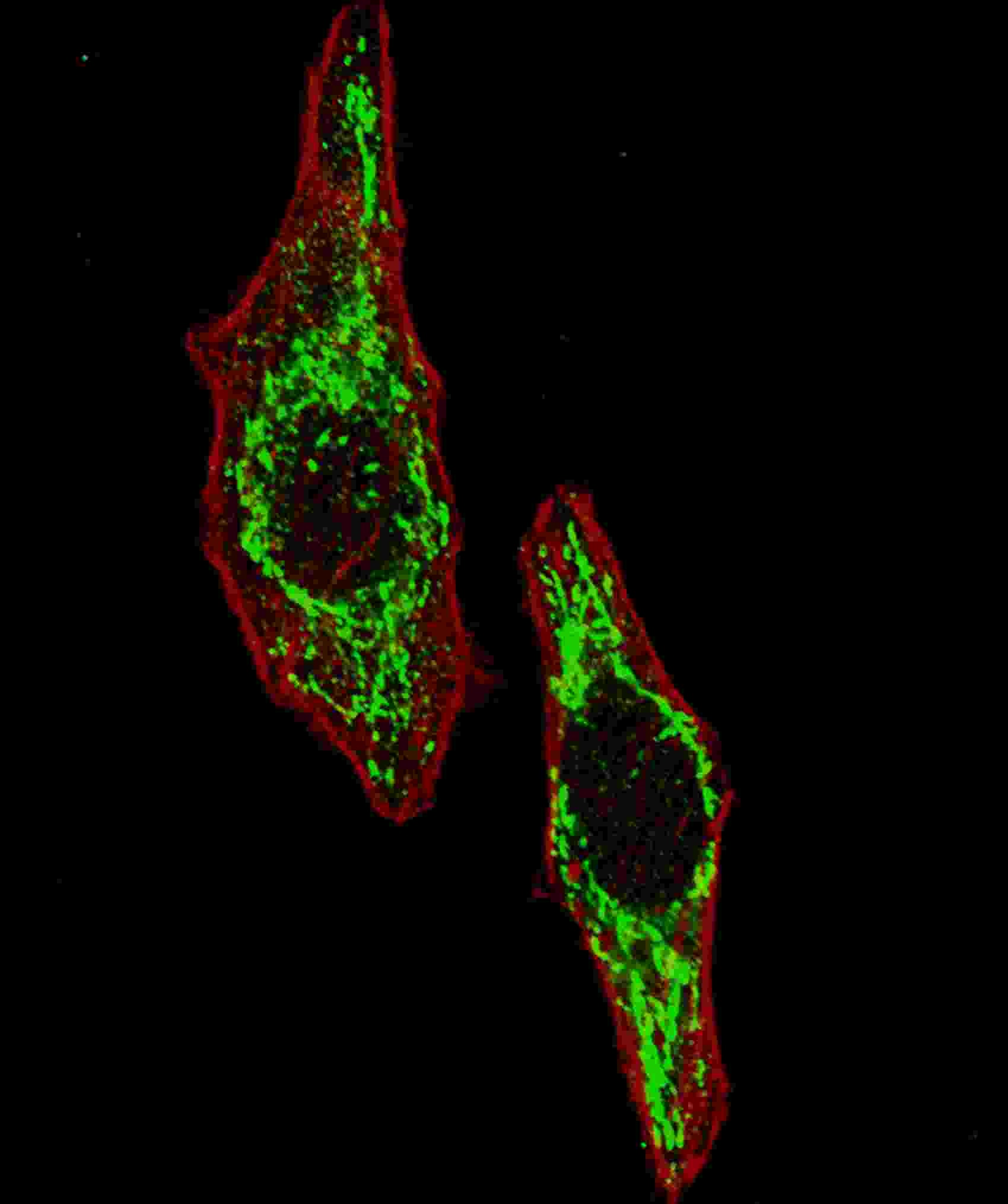 HSPD1 Antibody