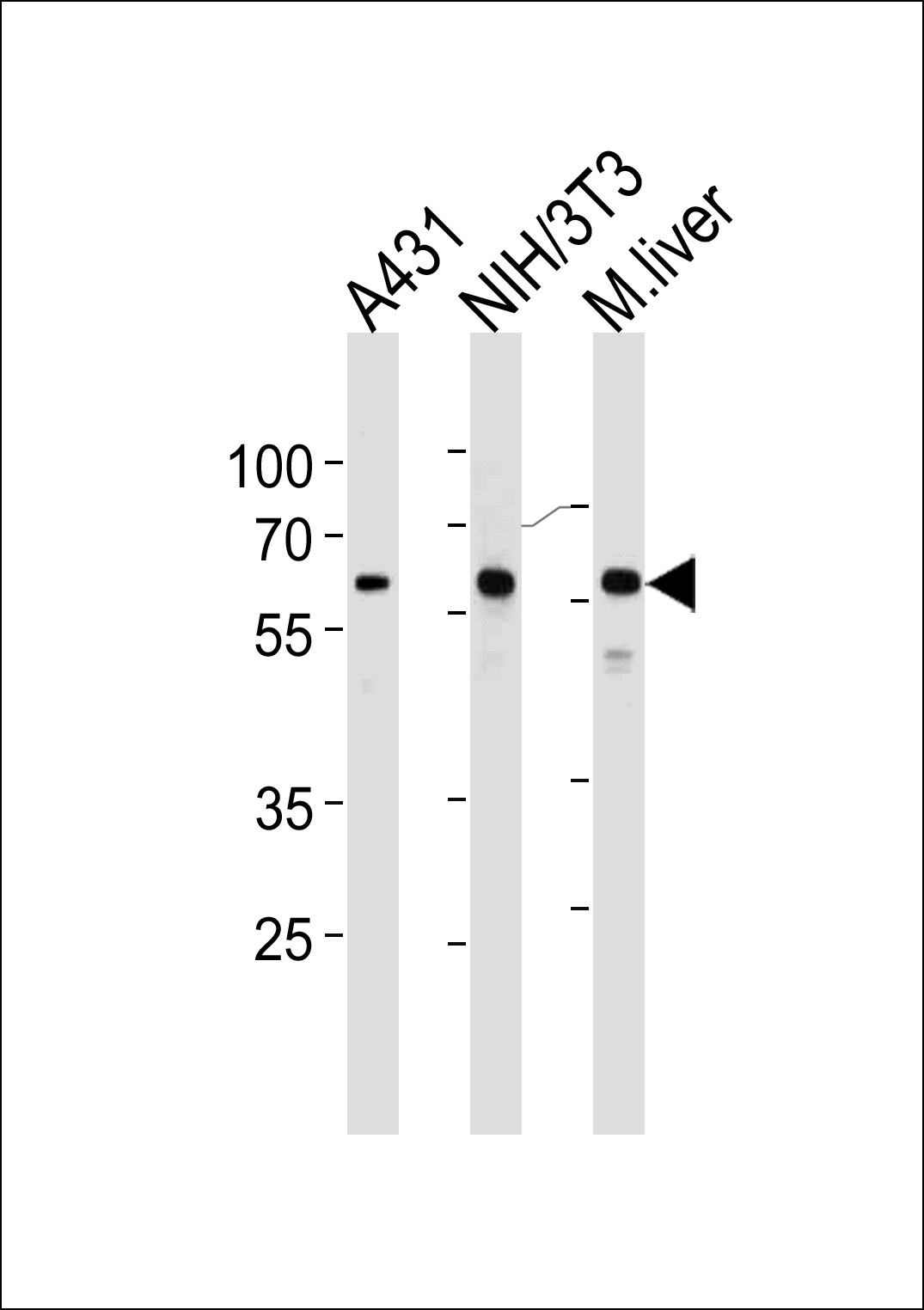 HSPD1 Antibody