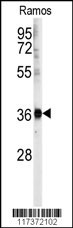 U2AF1 Antibody
