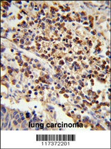 U2AF1 Antibody