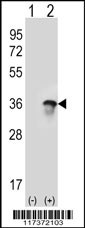 U2AF1 Antibody
