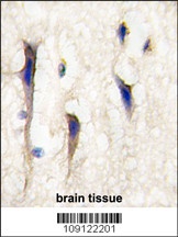Arhgef9 Antibody