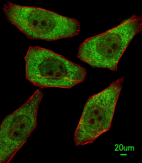 FDPS Antibody