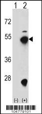 FDPS Antibody