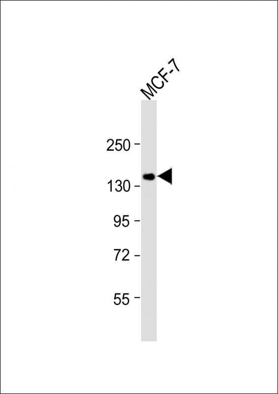 GIGYF2 Antibody