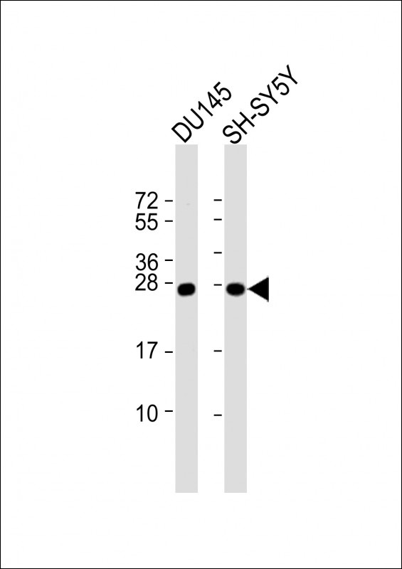 UCHL1 Antibody