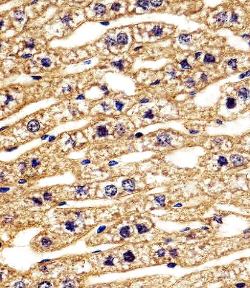STRADA Antibody