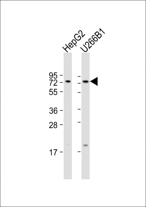 CD73 Antibody