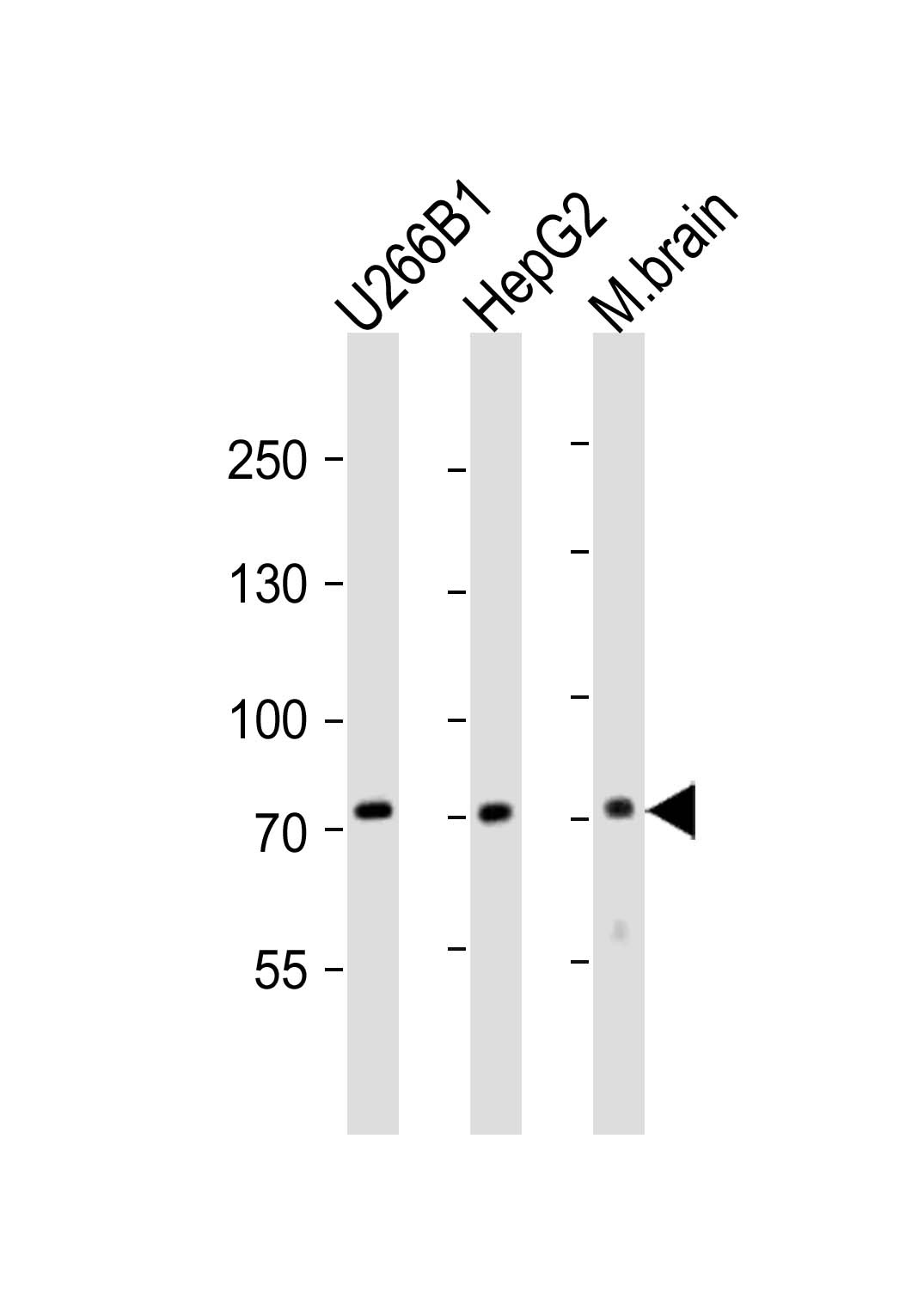 CD73 Antibody