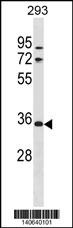 VSIG2 Antibody