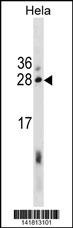 EBAG9 Antibody