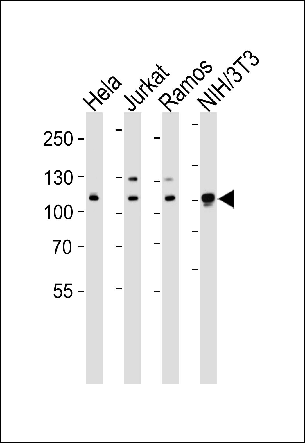 Cellular Apoptosis Susceptibility Antibody