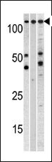 Cellular Apoptosis Susceptibility Antibody
