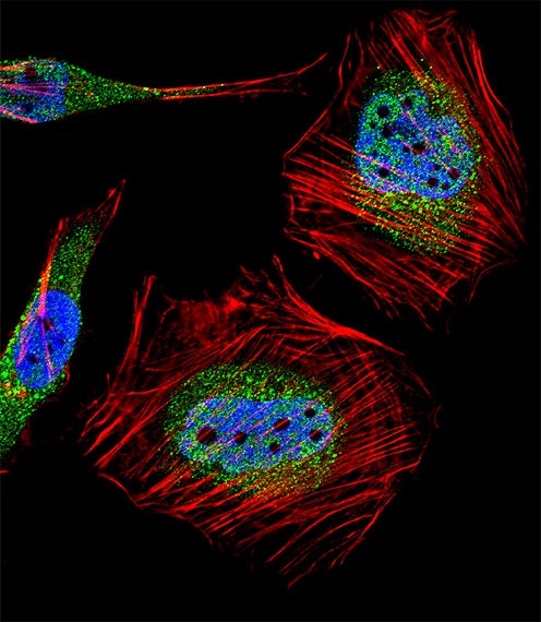 MLLT10 Antibody