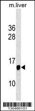 PPP1R1C Antibody