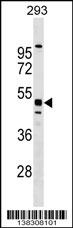 MTL5 Antibody