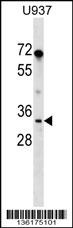 PPIE Antibody