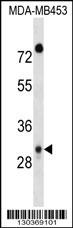 DAPP1 Antibody
