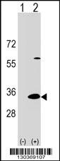 DAPP1 Antibody
