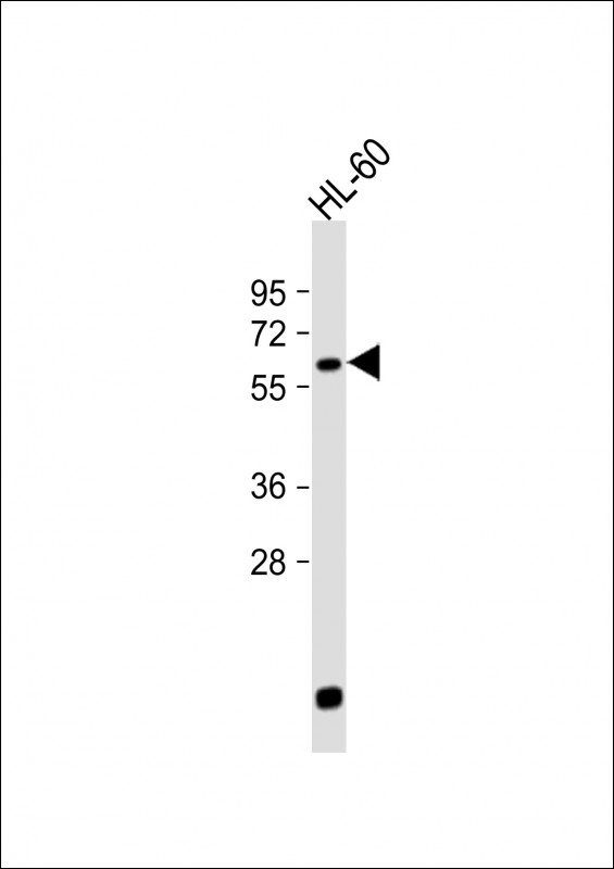 LIN9 Antibody