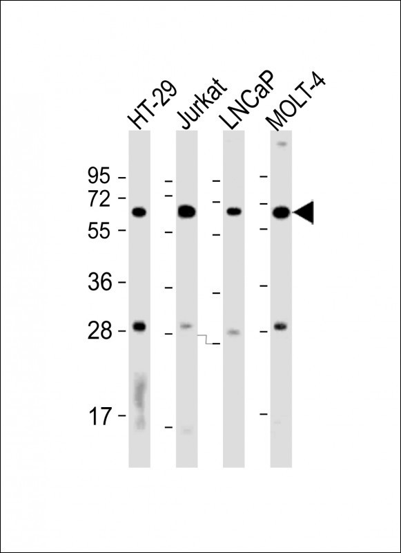 RCOR1 Antibody