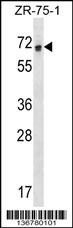 RCOR1 Antibody