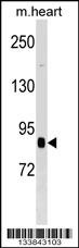 CUL2 Antibody