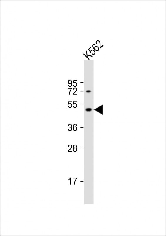 DRD2 Antibody