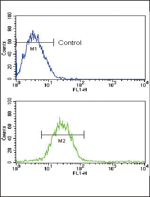 CD19 Antibody