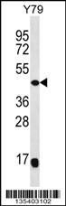 Mouse Map2k4 Antibody