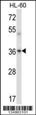 Mouse Prkaca/Prkacb Antibody