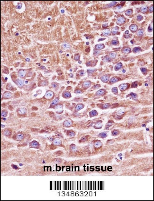 Mouse Prkaca/Prkacb Antibody