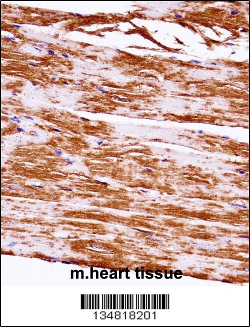 Mouse Map3k5 Antibody